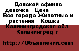 Донской сфинкс девочка › Цена ­ 15 000 - Все города Животные и растения » Кошки   . Калининградская обл.,Калининград г.